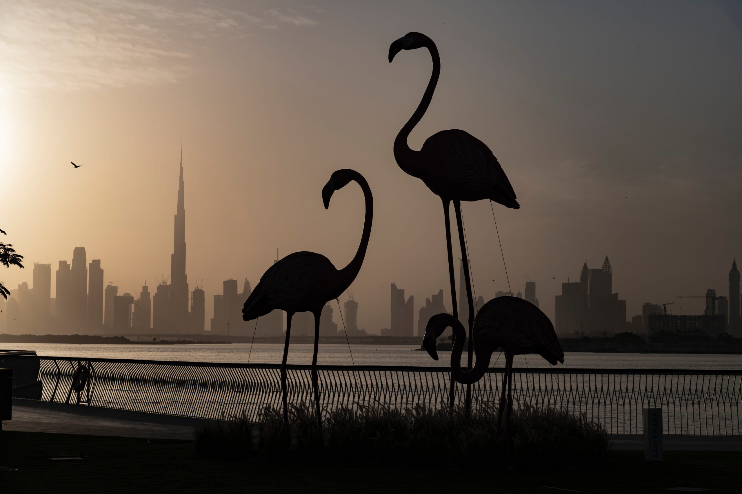 Дубай-Крик - Фламинго в заповеднике Рас-эль-Хор