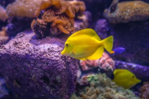 Океанариум Lost Chambers в Дубае - Рыбы в аквариуме