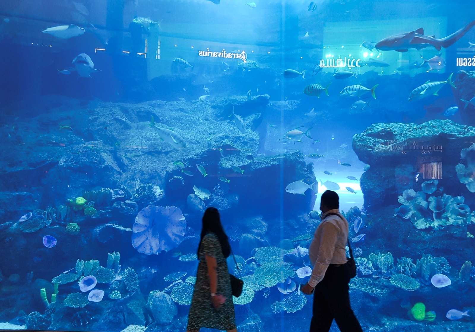 Dubai Mall в Дубае - Дубайский аквариум