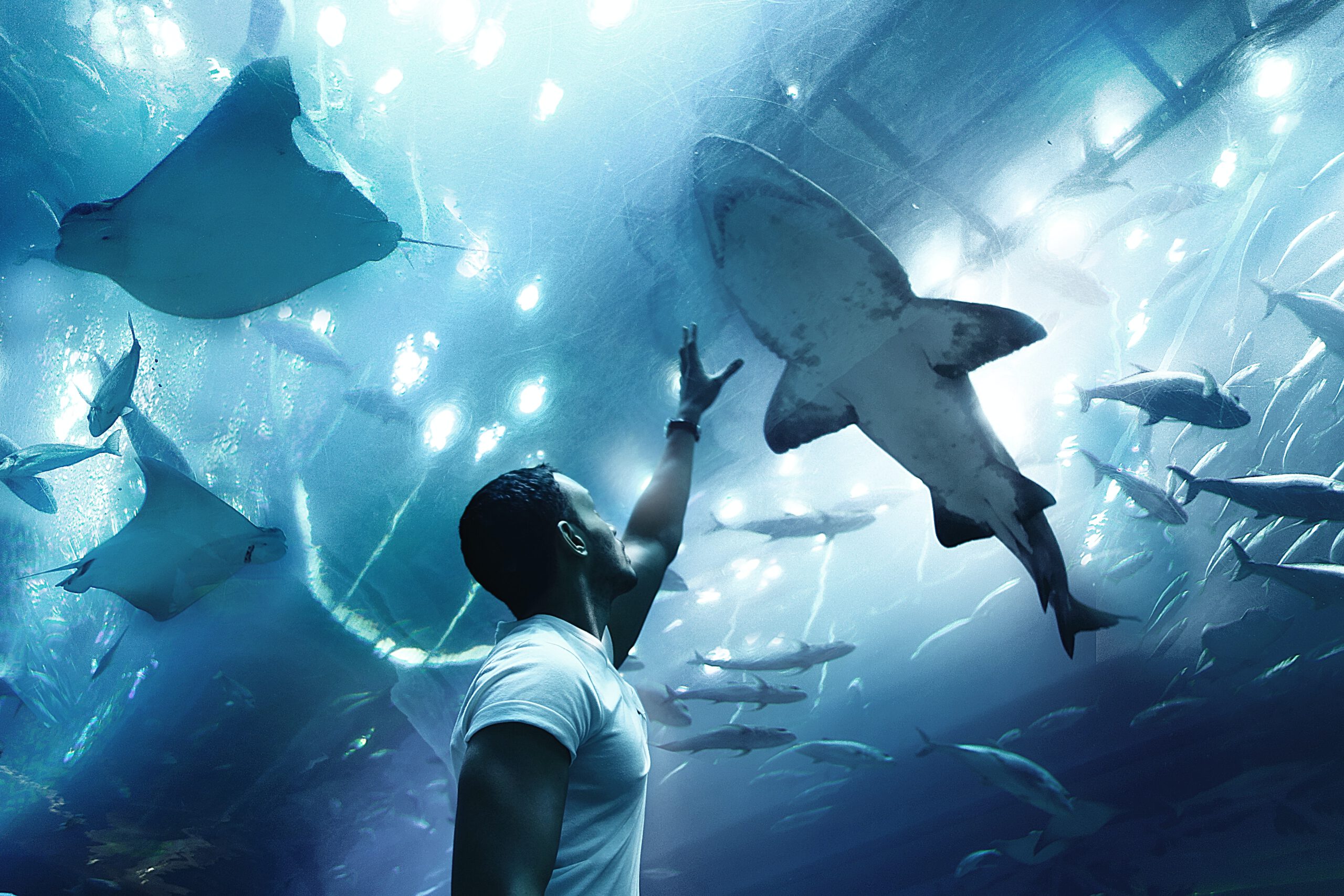 Дубайский аквариум в Дубае - Акулы в подводном зоопарке