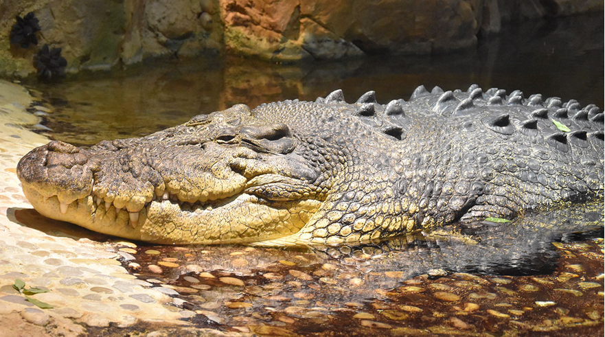 Дубайский аквариум в Дубае - Король крокодилов