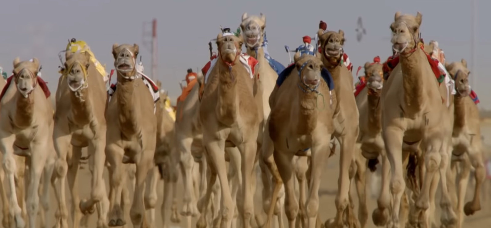 Музей верблюда в Дубае - Верблюжьи скачки