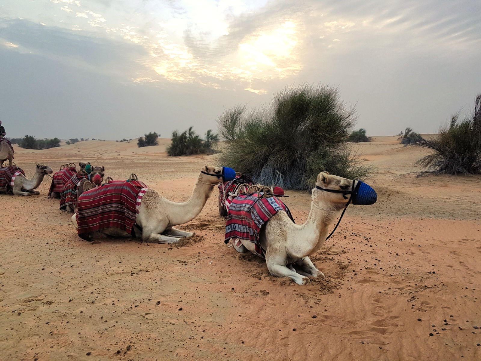 Сафари в Дубае - Верблюды на отдыхе