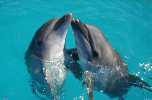 Дубайский дельфинарий - Дельфины в воде