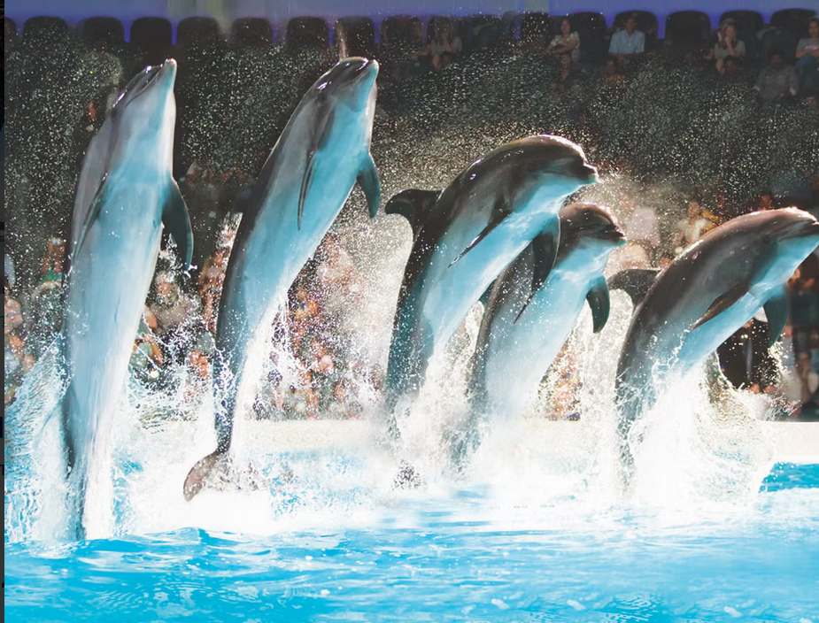 Дубайский дельфинарий - Шоу дельфинов