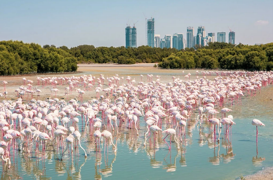 10 бесплатных достопримечательностей в Дубае - Фламинго в заповеднике Рас-аль-Хор