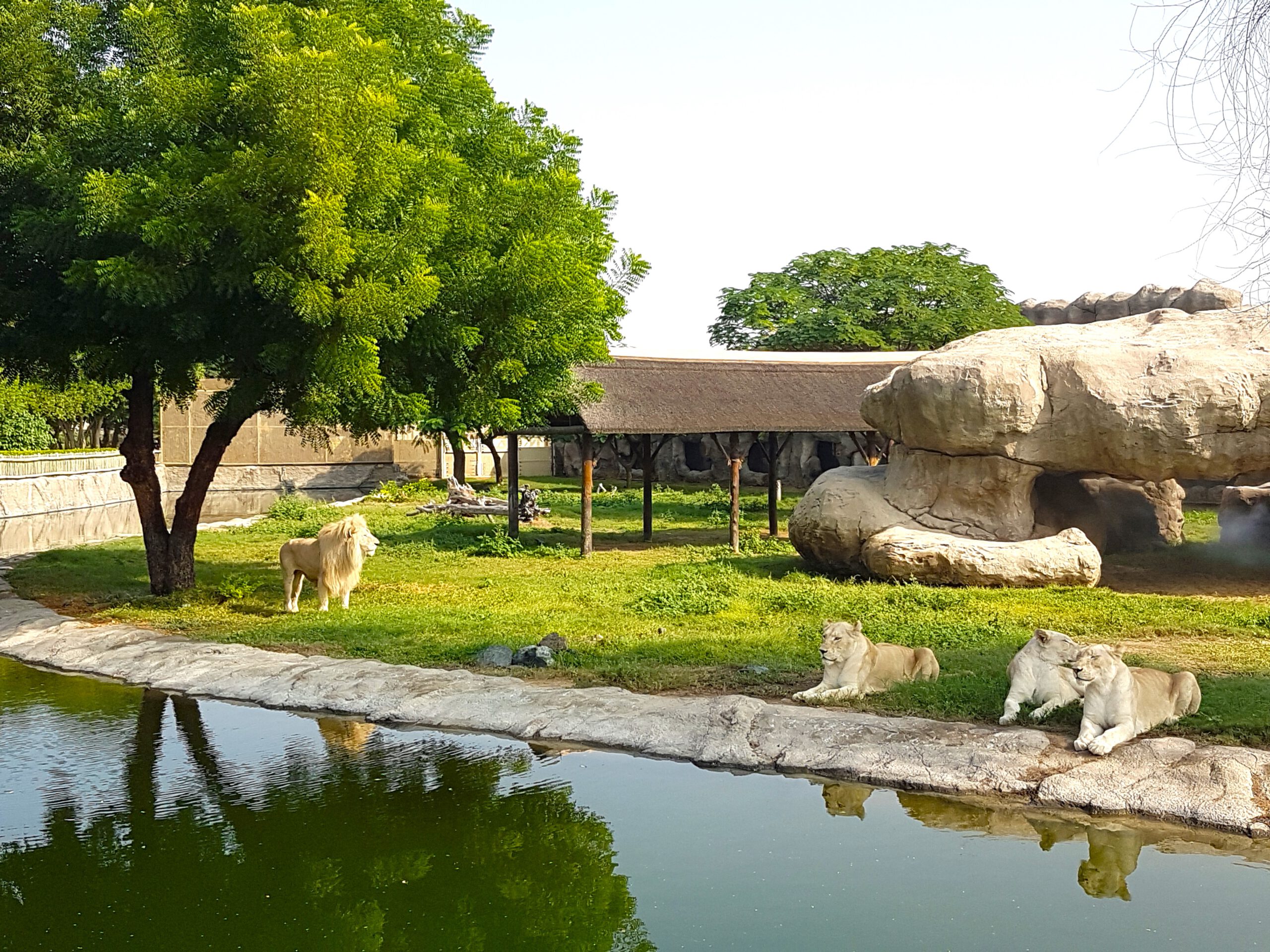 Сафари-парк в Дубае - Белый лев