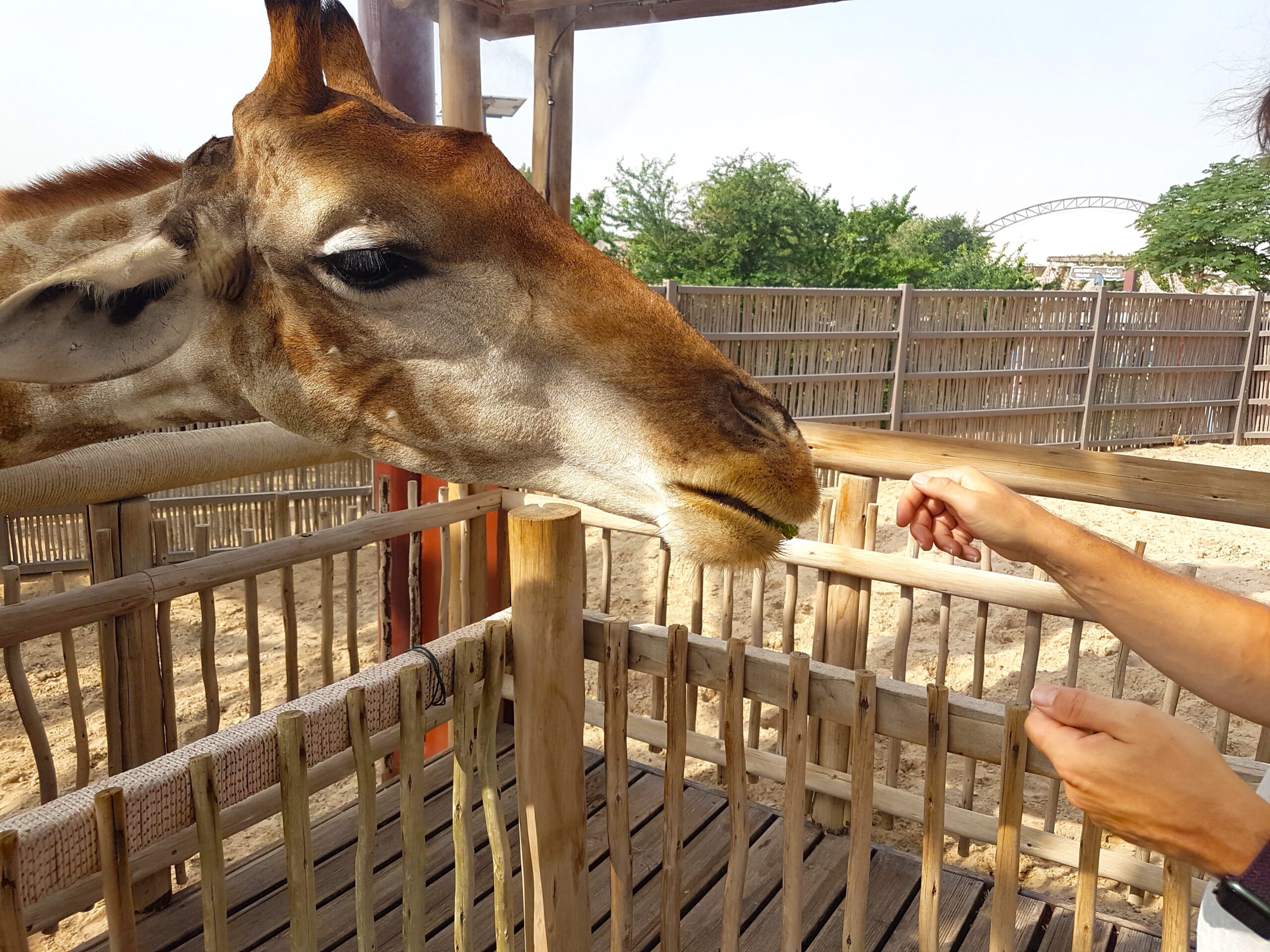 Сафари-парк в Дубае - Кормление жирафов